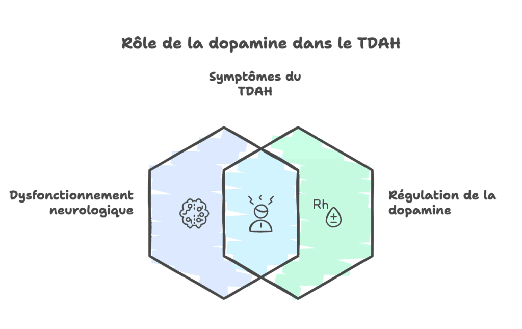 définition du tdah et role de la dopamine sur le cerveau