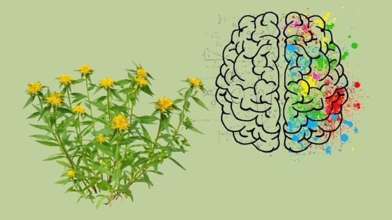 RHODIOLA dans le TDAH traitement naturel
