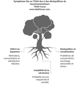 les neurotransmetteurs dans le tdah dont la dopamine et serotonine et noradrenaline